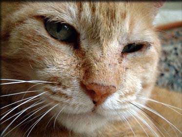 �`���g���̎ʐ^