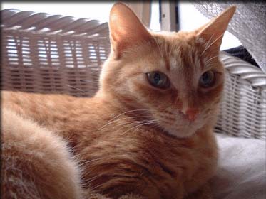 �v�����̎ʐ^