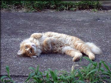 �e���[�̎ʐ^