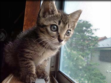 �g���g�̎ʐ^